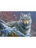 Puzzle 1000 elementów 1000 Grey Wolf